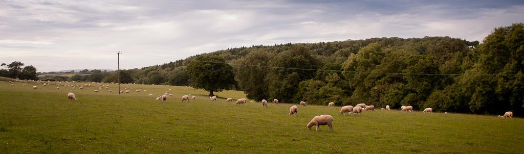 Cwrt Yr Ala Estate Cardiff Dış mekan fotoğraf