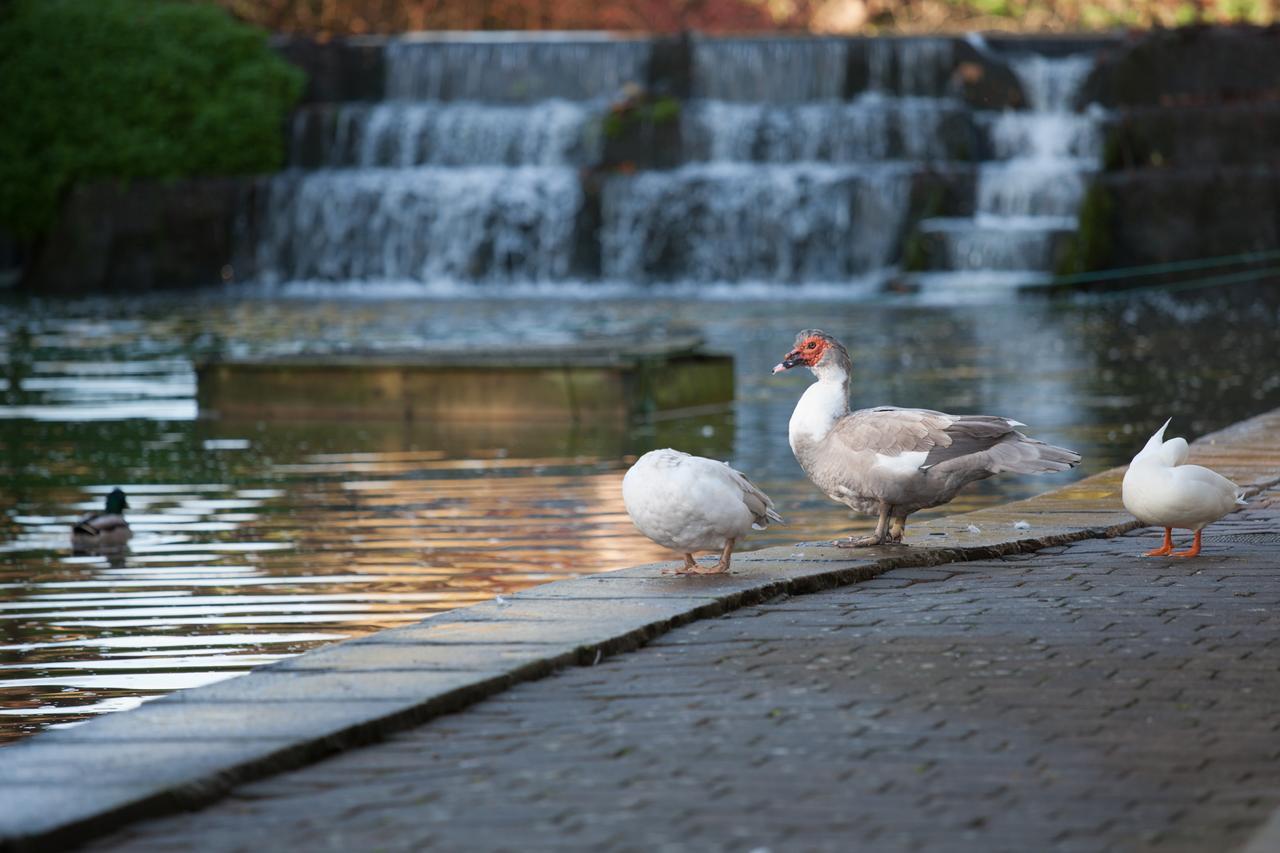 Cwrt Yr Ala Estate Cardiff Dış mekan fotoğraf